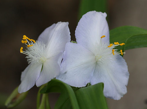 Tradescantia ozarkana